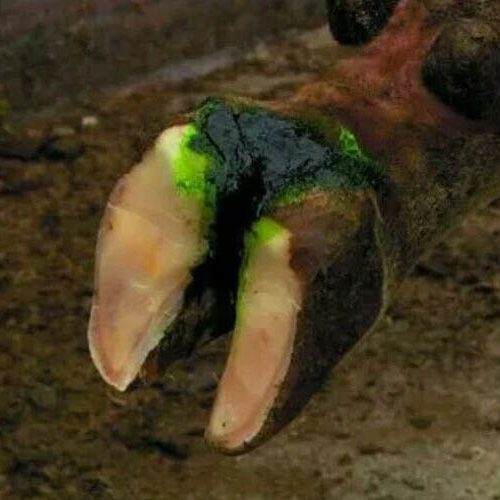 Intra Hooffit Gel digital dermatitis Cattle sheep horse goat